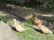 Orpington Ente