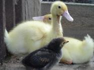 Entenküken mit Brauni