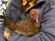 Schmuser mein Lieblingshahn