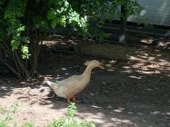 Orpington Enten