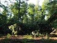 Unwetter, der Tag danach