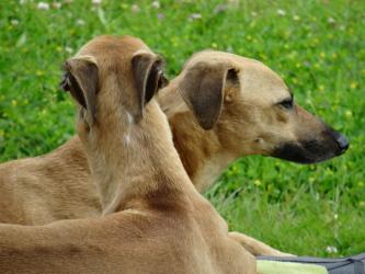 Whippets unzertrennlich