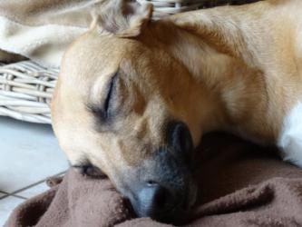 das Whippet schläft...