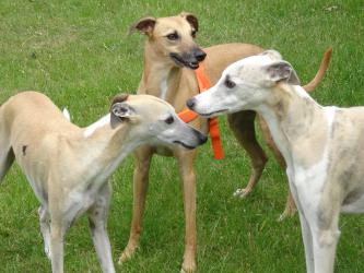 neue Bekanntschaften