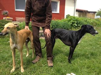 Galgo Duke & Santiago an der Müritz Rotmurhof