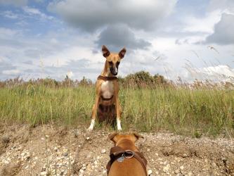 Jagdspiel an der Goitsche
