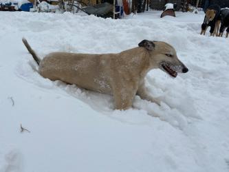 Greyhound Hugo aus Irland