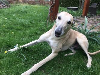 Hugo, das Früchtchen, weiß wie man gucken muss...