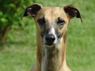 Casper der Hausmeister