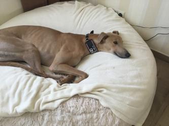 Greyhound Pflegehund Max