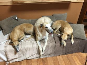 Einigkeit aus Angst vor dem Staubsauger im Büro