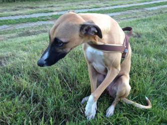 Whippet Casper von Erdbiene gestochen
