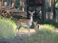 Damwild Mama mit Kalb