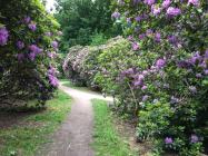 Rhododendronweg