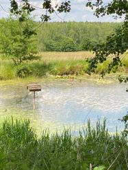 Teich