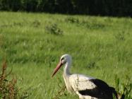 Storch